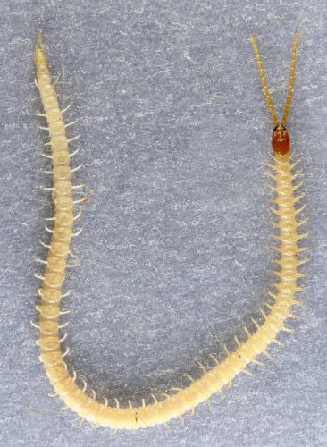 Geophilus flavus